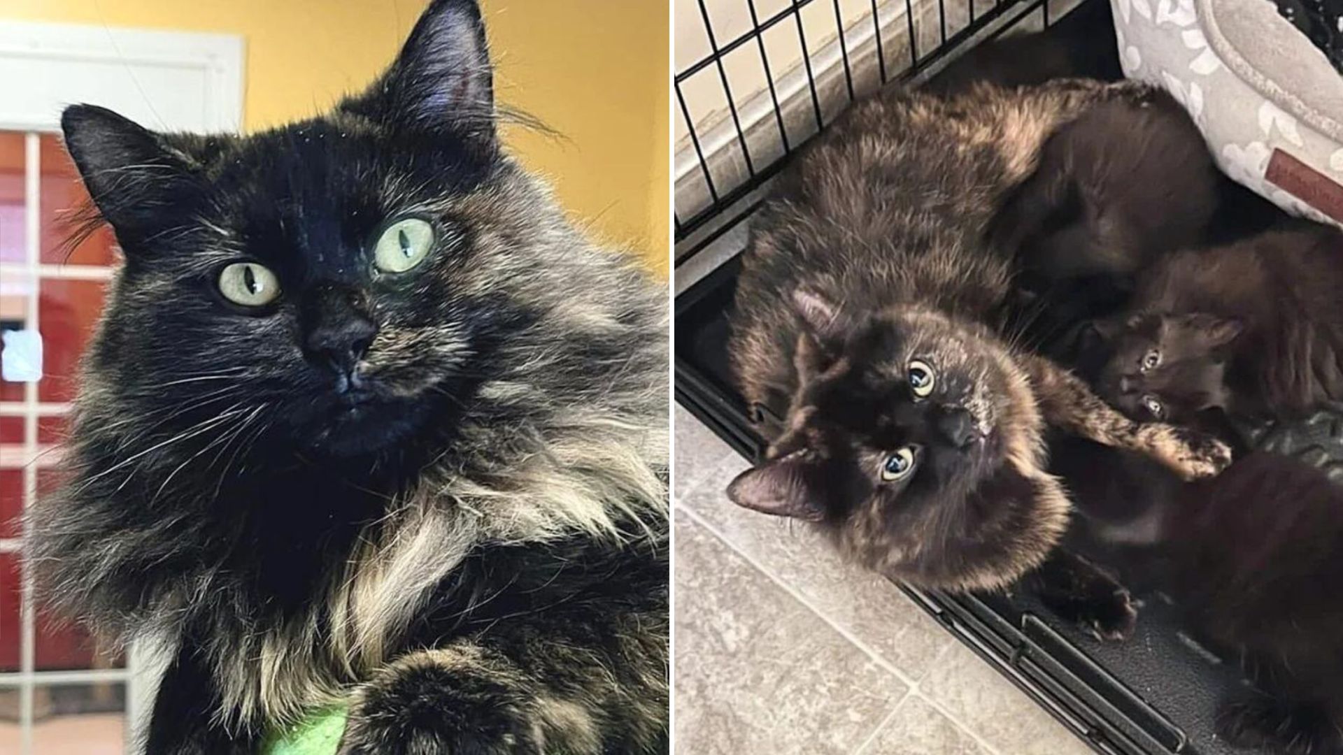 black and brown cat with her kittens