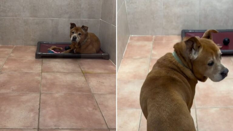 senior shelter dog adopted after five years