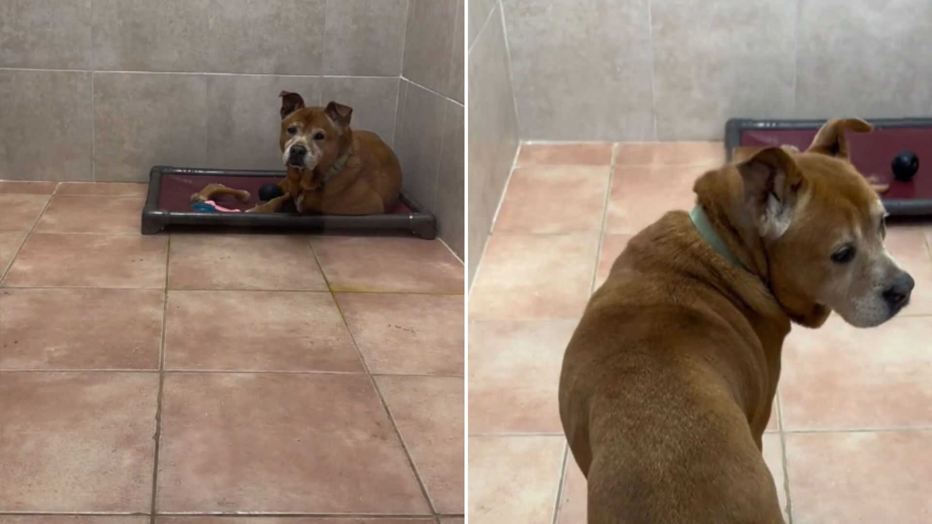 senior shelter dog adopted after five years