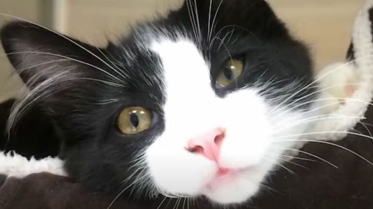 Virginia Cat Comes Home With A Shocking Story