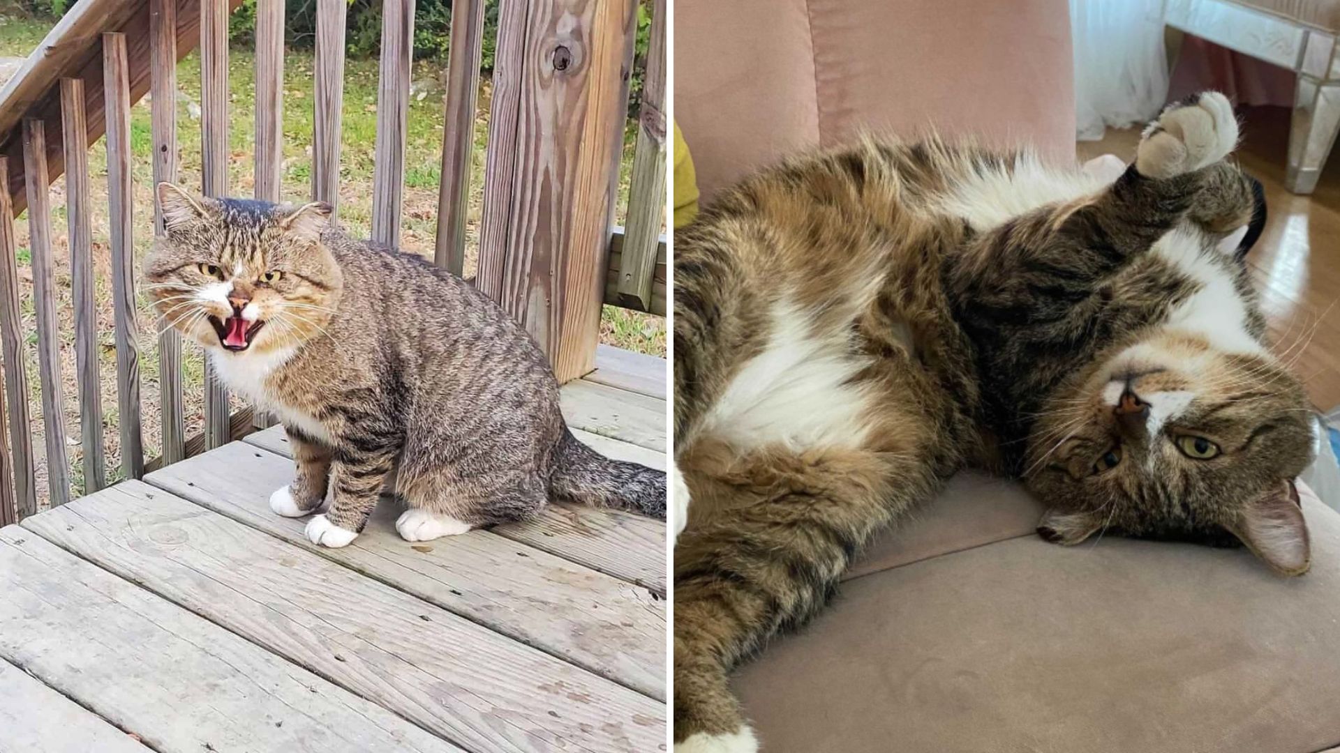 After Years Roaming Tennessee Streets