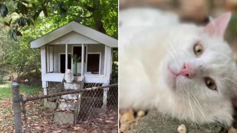 cat in front of the house