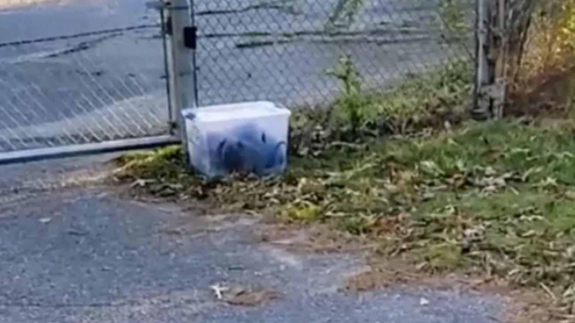 shocking surprise in container on the lawn