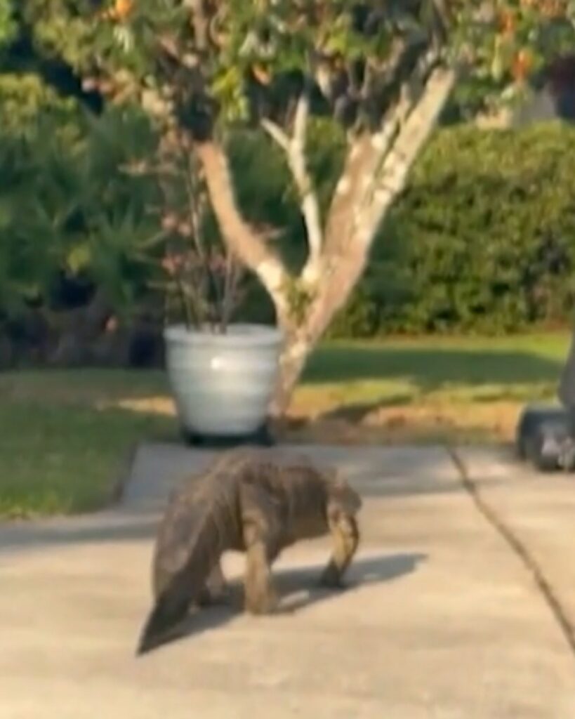An alligator is walking in the yard