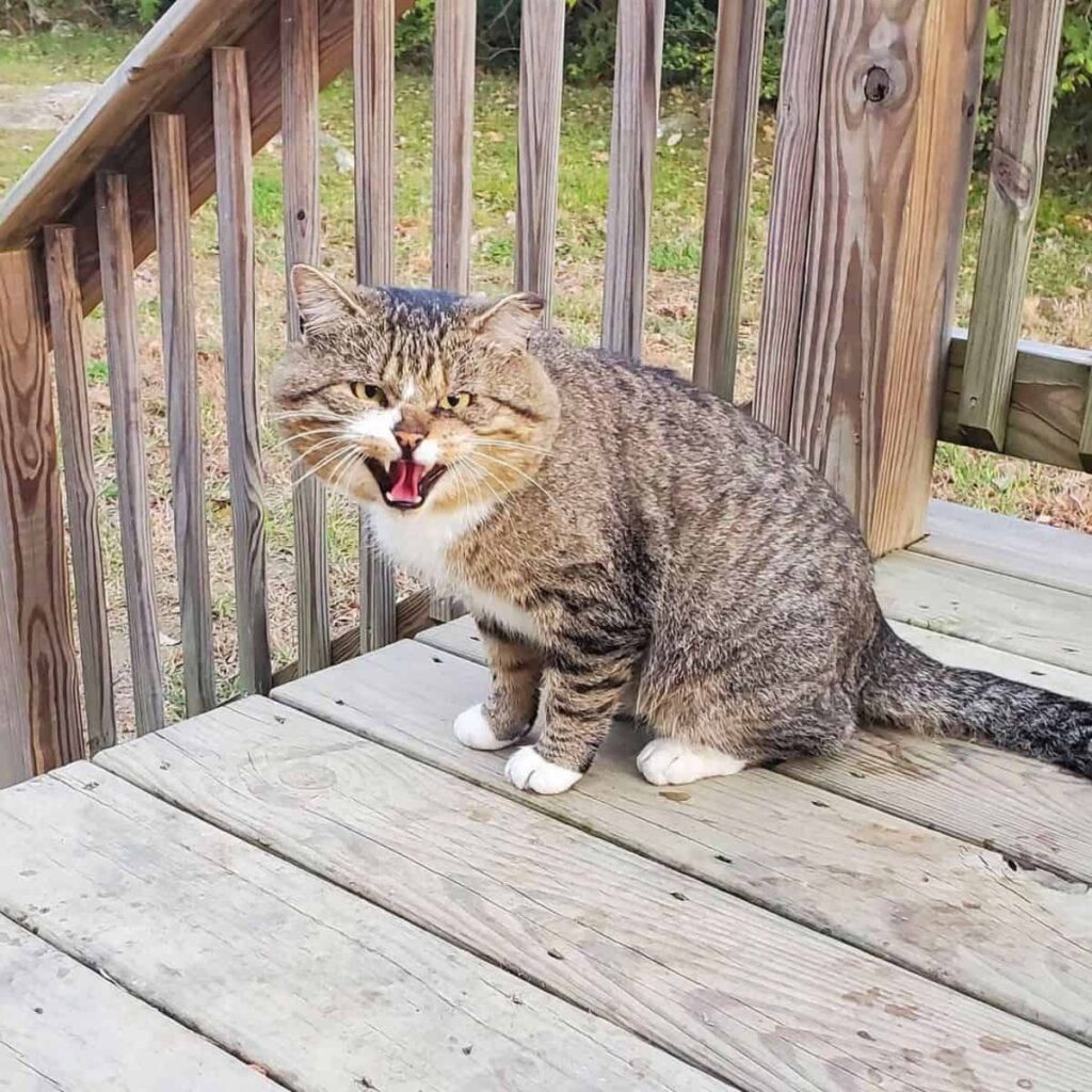 An angry cat sits on the terrace