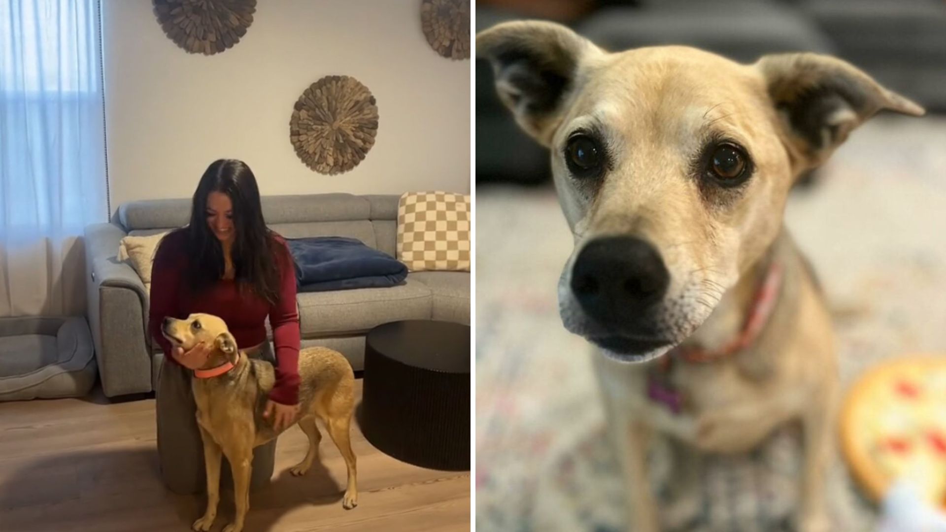 zira the dog shocks owners with dna results