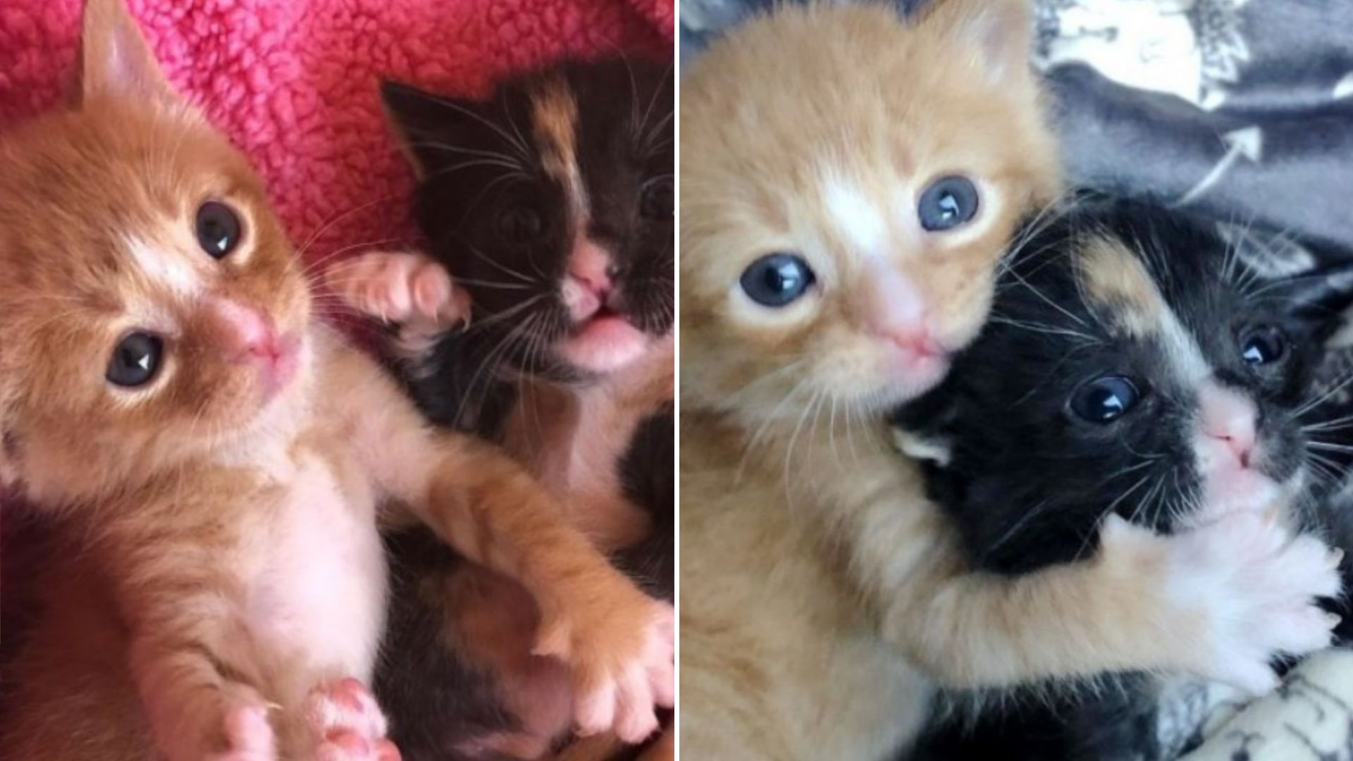 abandoned kittens kept each other alive