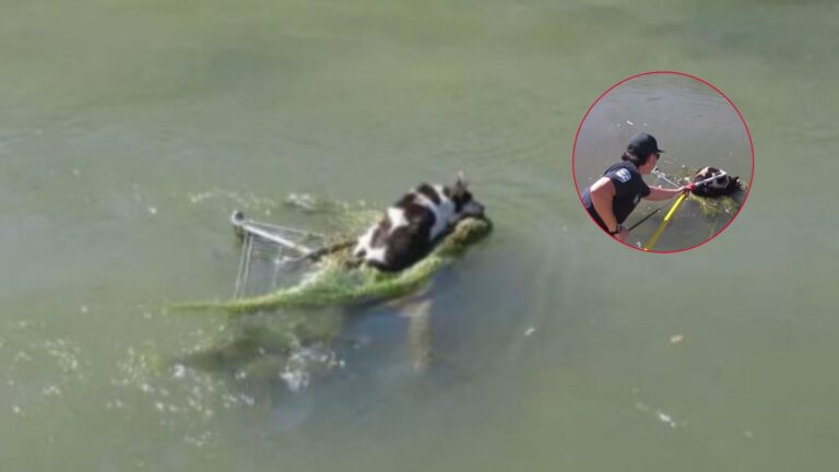 dog clinging to shopping cart stuck in water