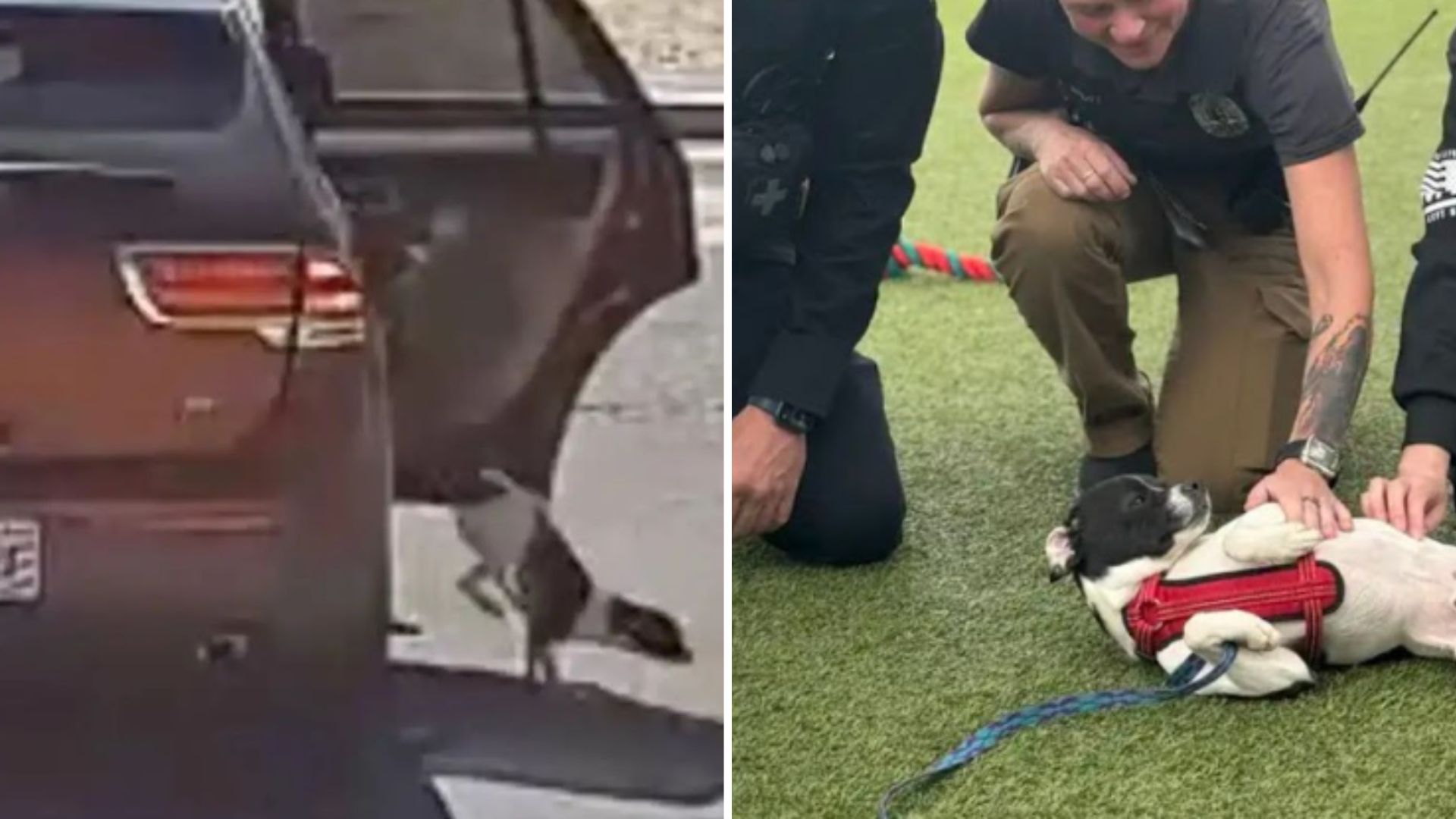 arizona dog chasing car