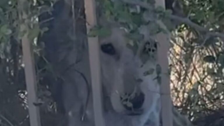 coyote like animal comes to womans patio