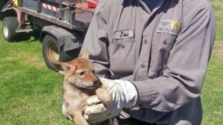 puppy covered in cacti turns out to be something else