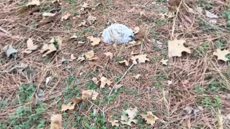 Arkansas Woman Spots A Small Fluff On The Ground