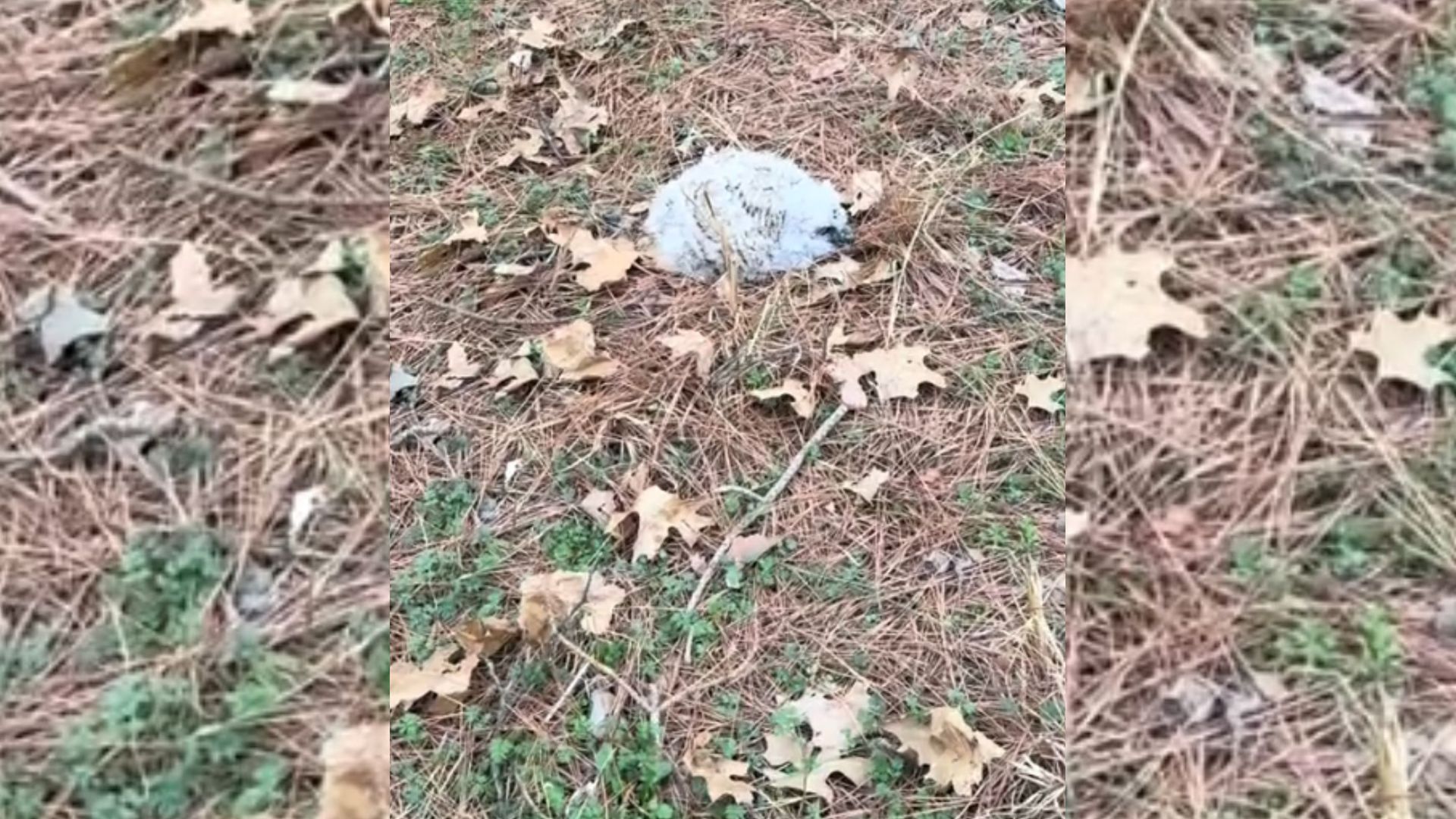 Arkansas Woman Spots A Small Fluff On The Ground