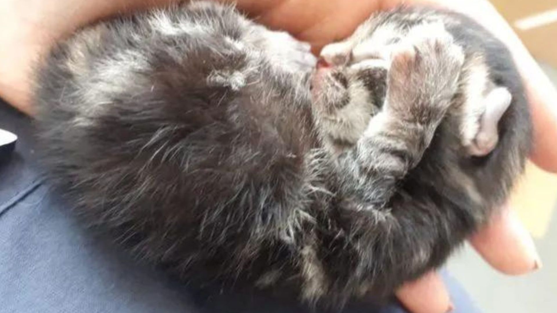 Newborn Kitten Falls Right From The Sky