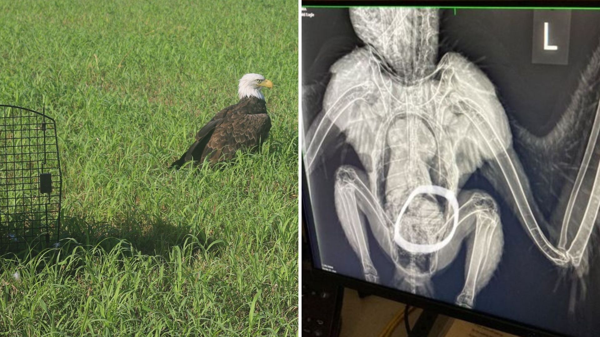 Bald Eagle Saved In Missouri Baffles Rescuers