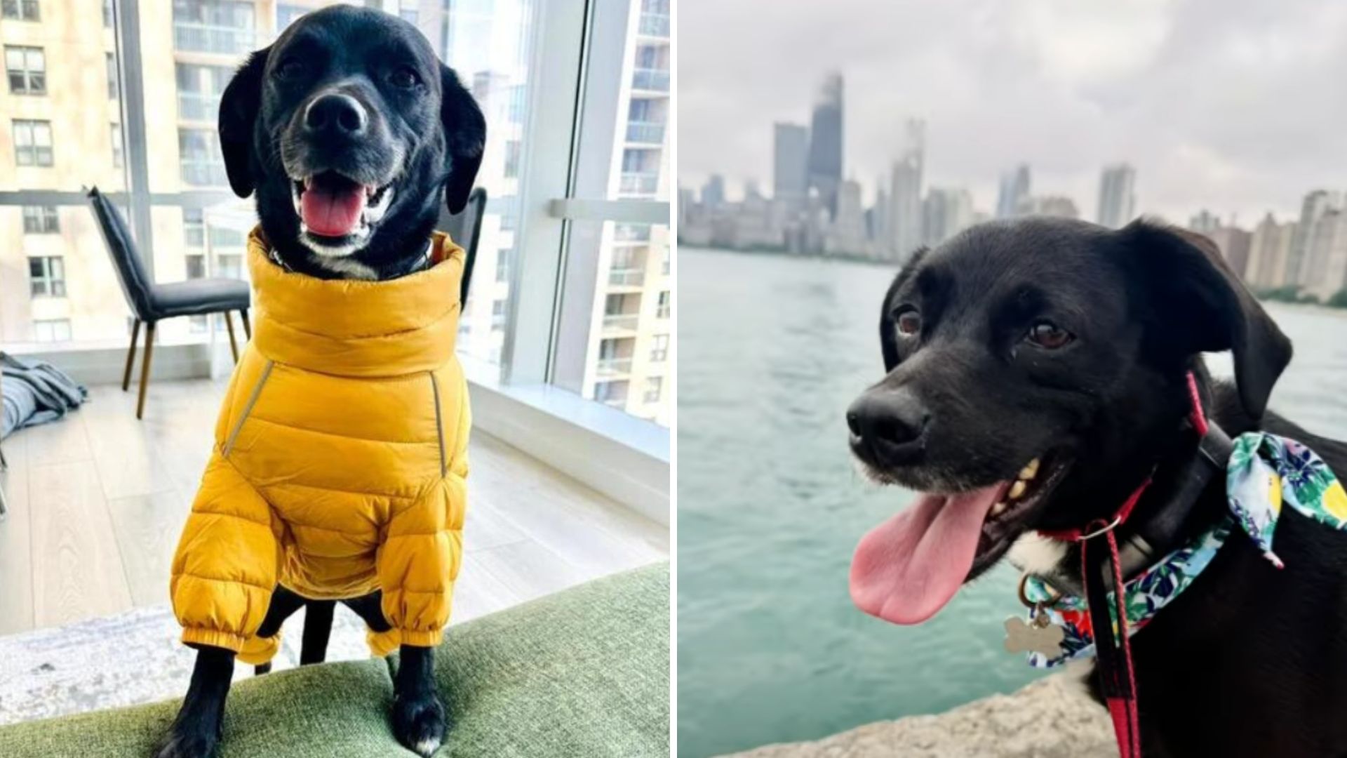 pup escapes chicago doggy daycare