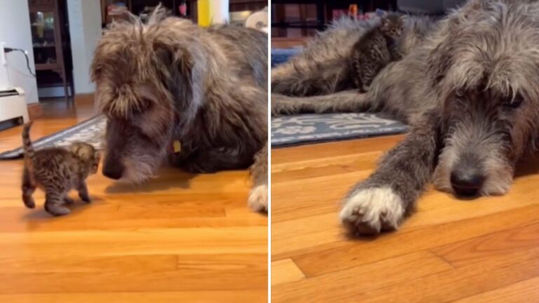 Boston Dog Becomes Unexpected Mom To Tiny Abandoned Kitten