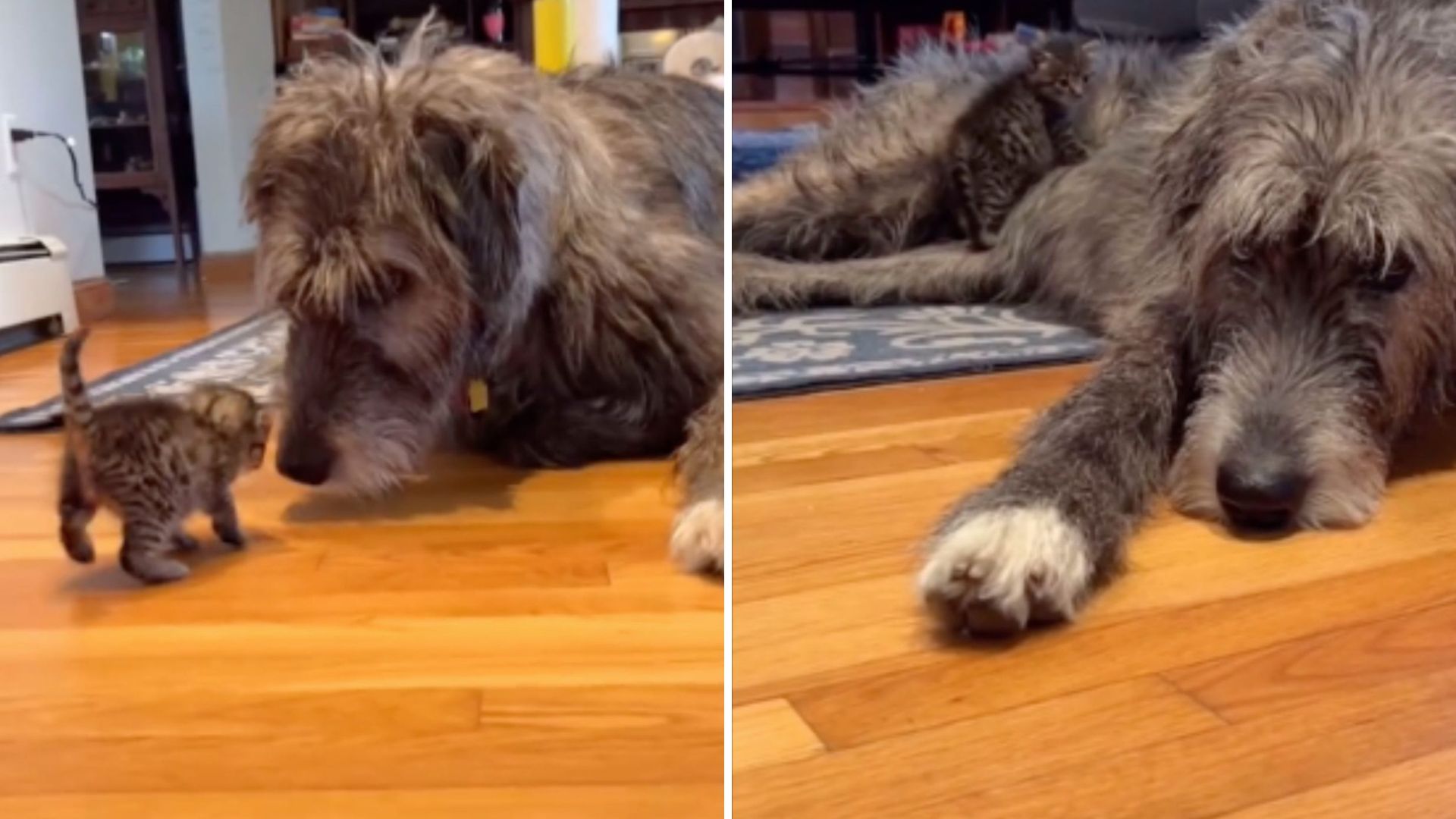 Boston Dog Becomes Unexpected Mom To Tiny Abandoned Kitten