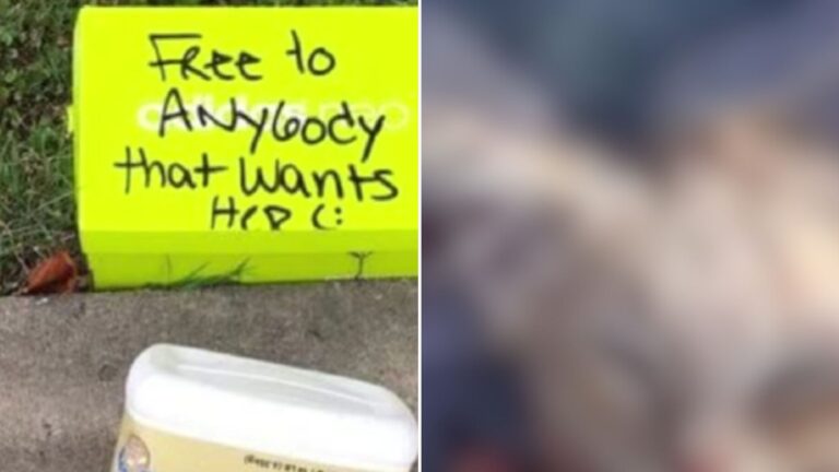 abandoned cat in box curb