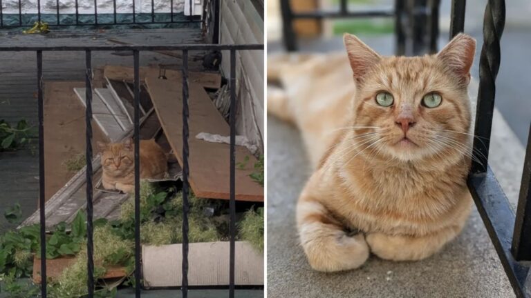 stray cat observes family home and moves in