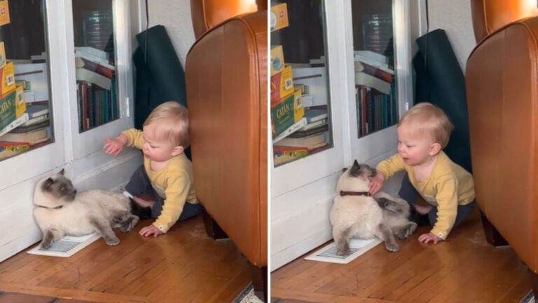 California Cat Gently Nips A Toddler