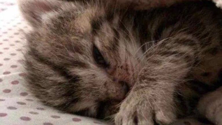 California Couple Opens Their Door And Freeze At The Sight Of Newborn Kitten