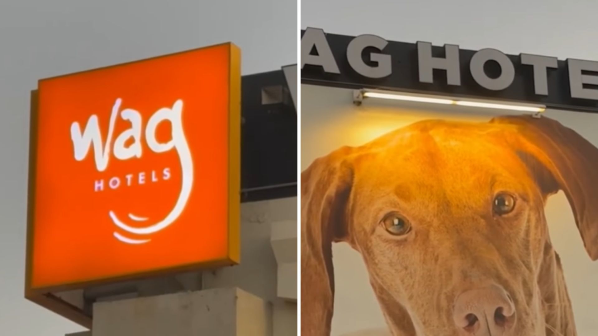 california dog hotel settles big lawsuit