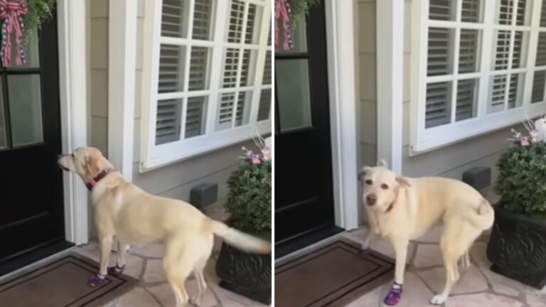 dogs daily visits to favorite neighbors