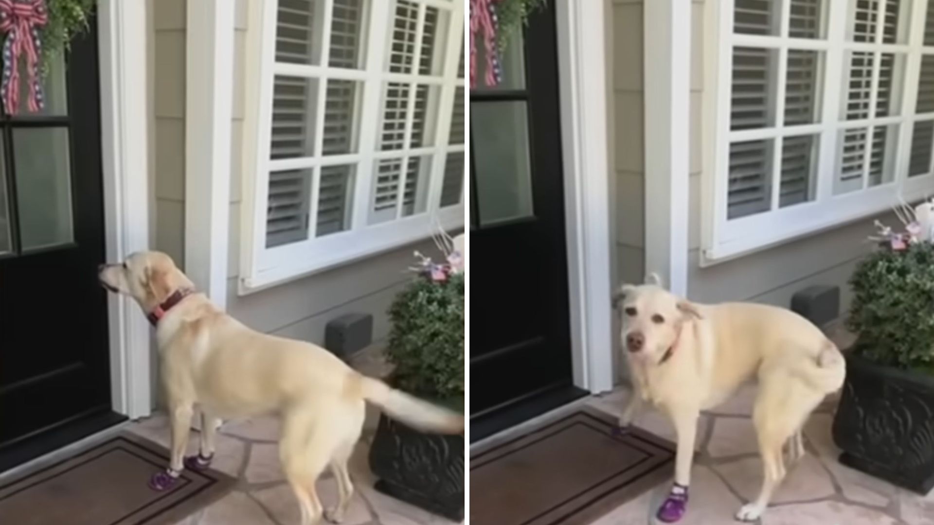 dogs daily visits to favorite neighbors
