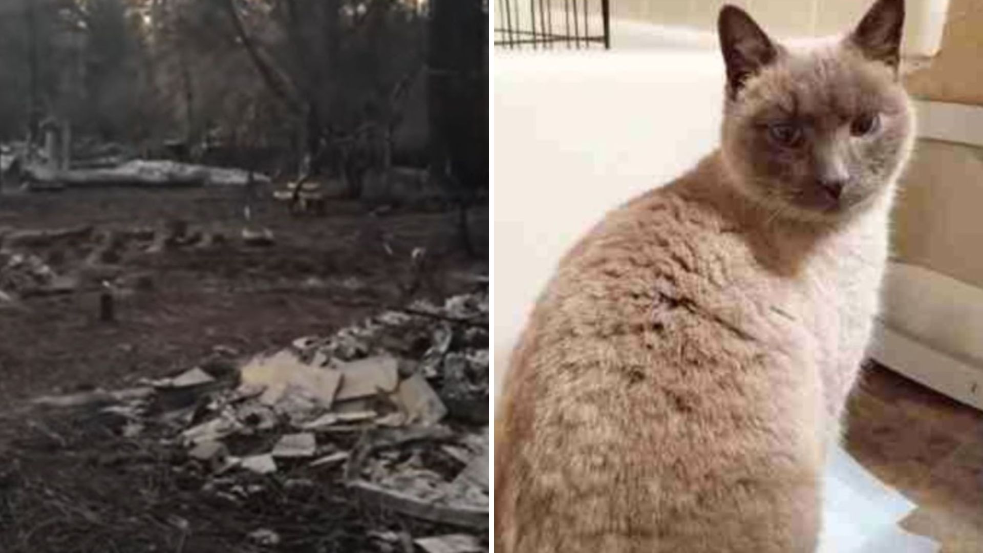 cat rescued after fire