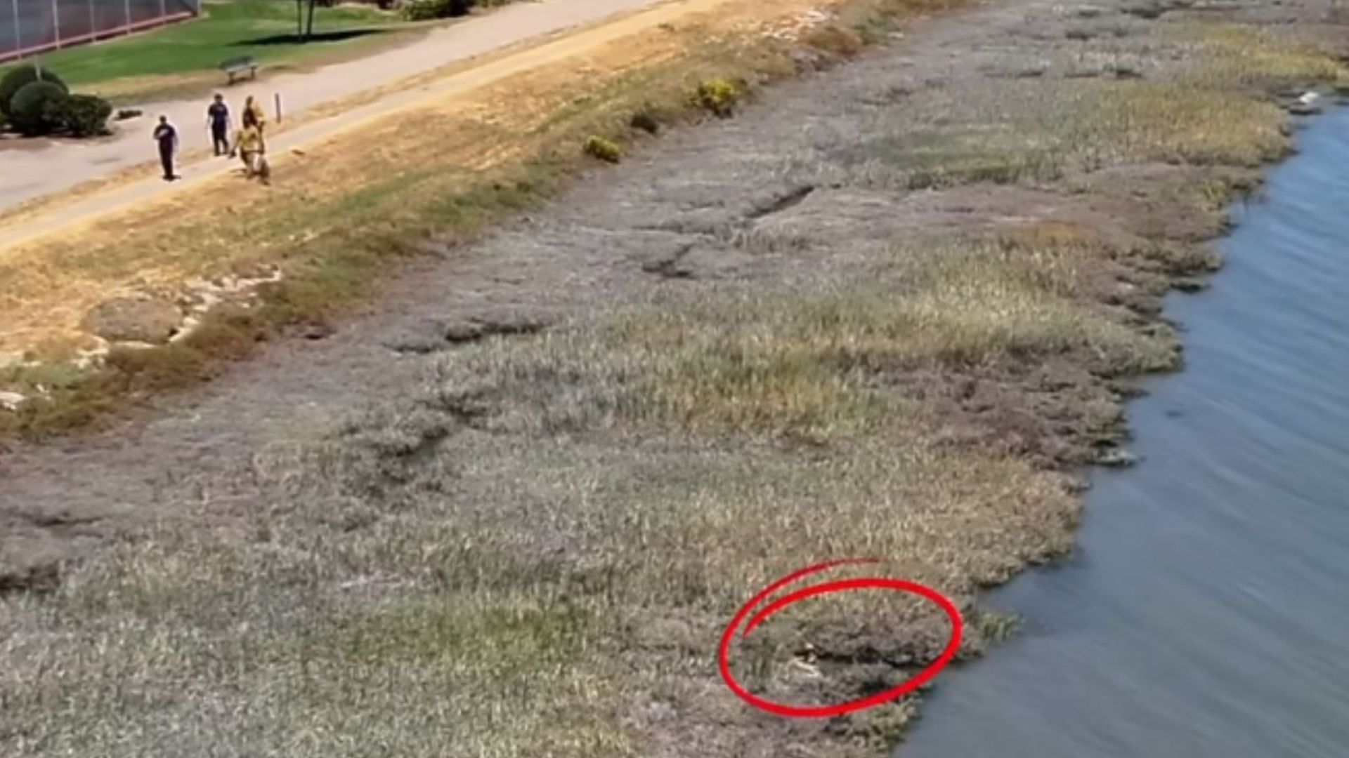 dog stuck in a canal