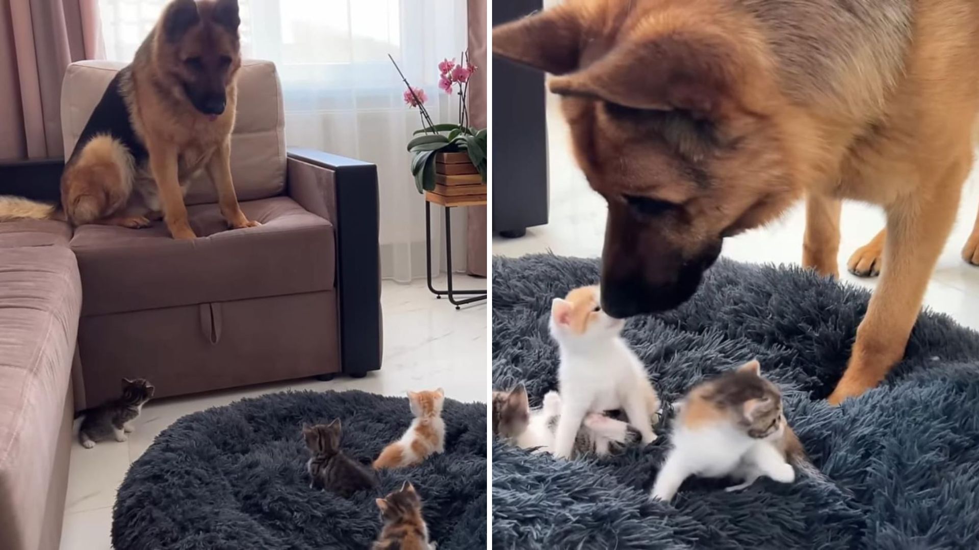 California German Shepherd Is Completely Baffled At The Sight Of Tiny Kittens