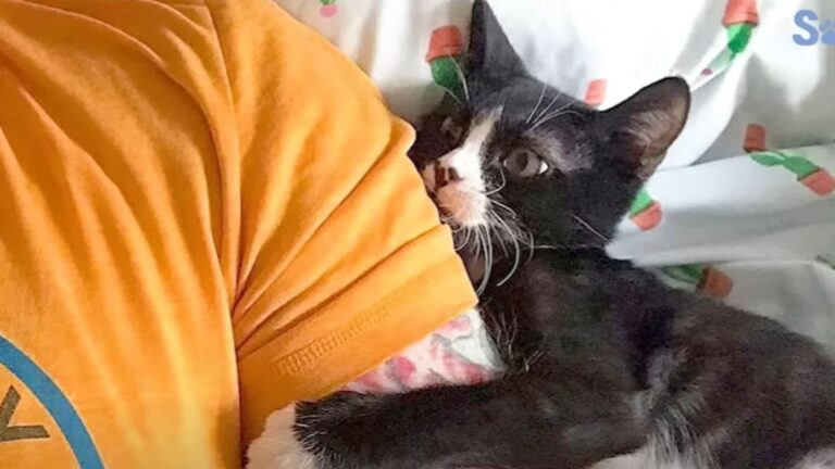 Travelling 500 Miles To Save A Cat From Euthanasia