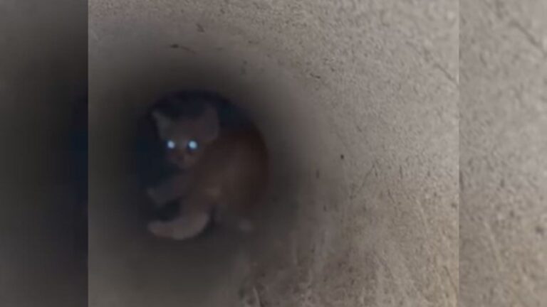kitten stuck in a pipe