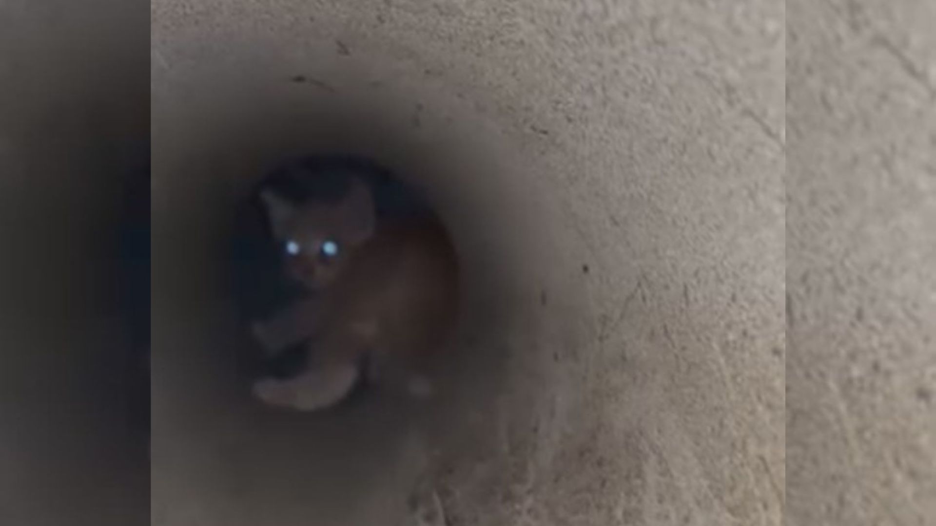 kitten stuck in a pipe
