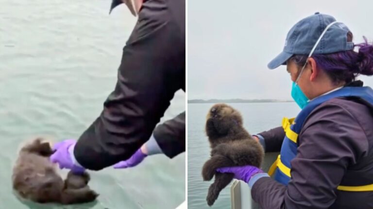 A woman holds a small otter in her hand