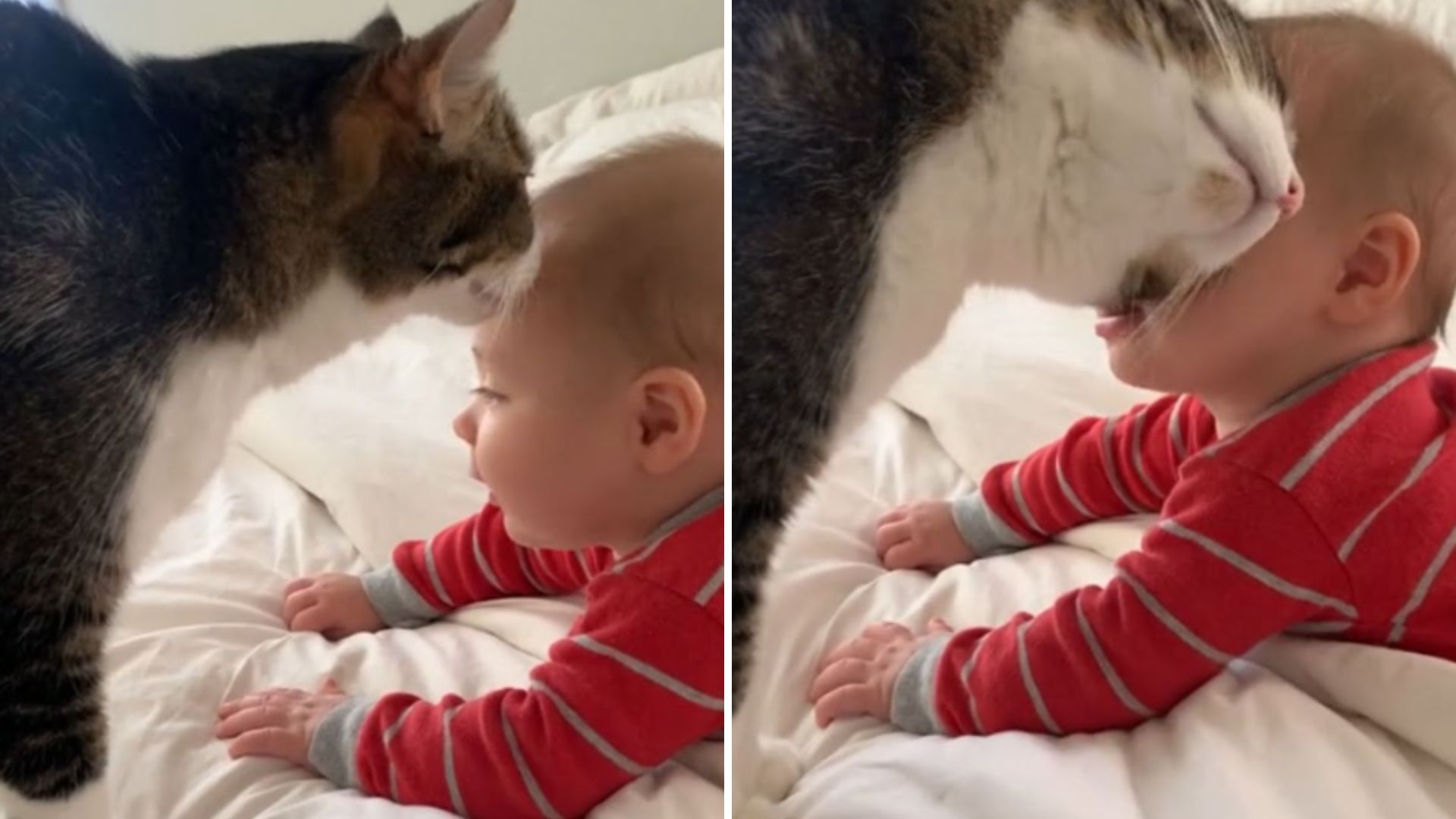 The cat is cuddling the boy