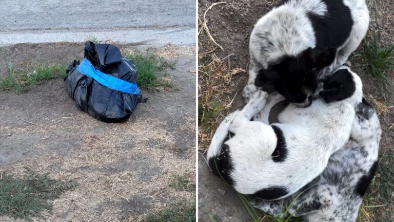 three rescued puppies
