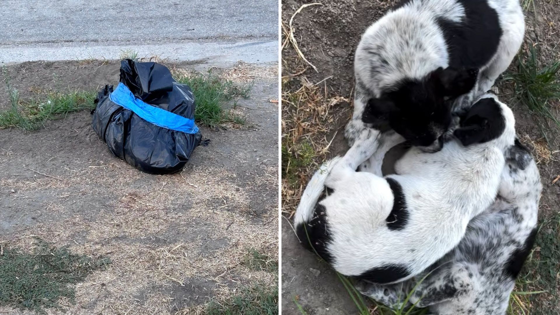 three rescued puppies