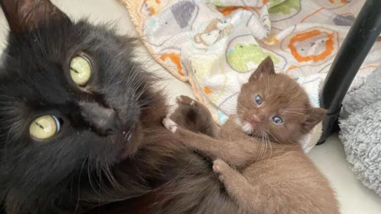 California Rescuers Amazed To Find Mama Cat