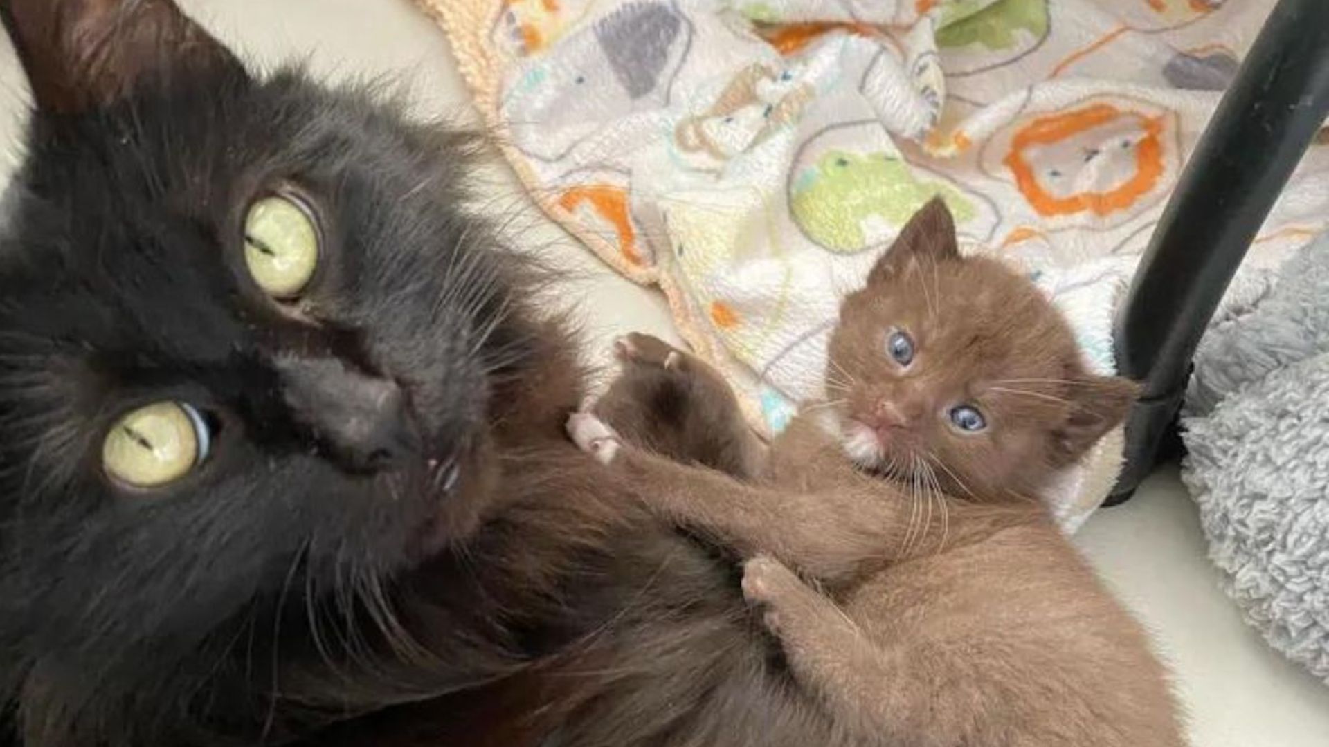 California Rescuers Amazed To Find Mama Cat