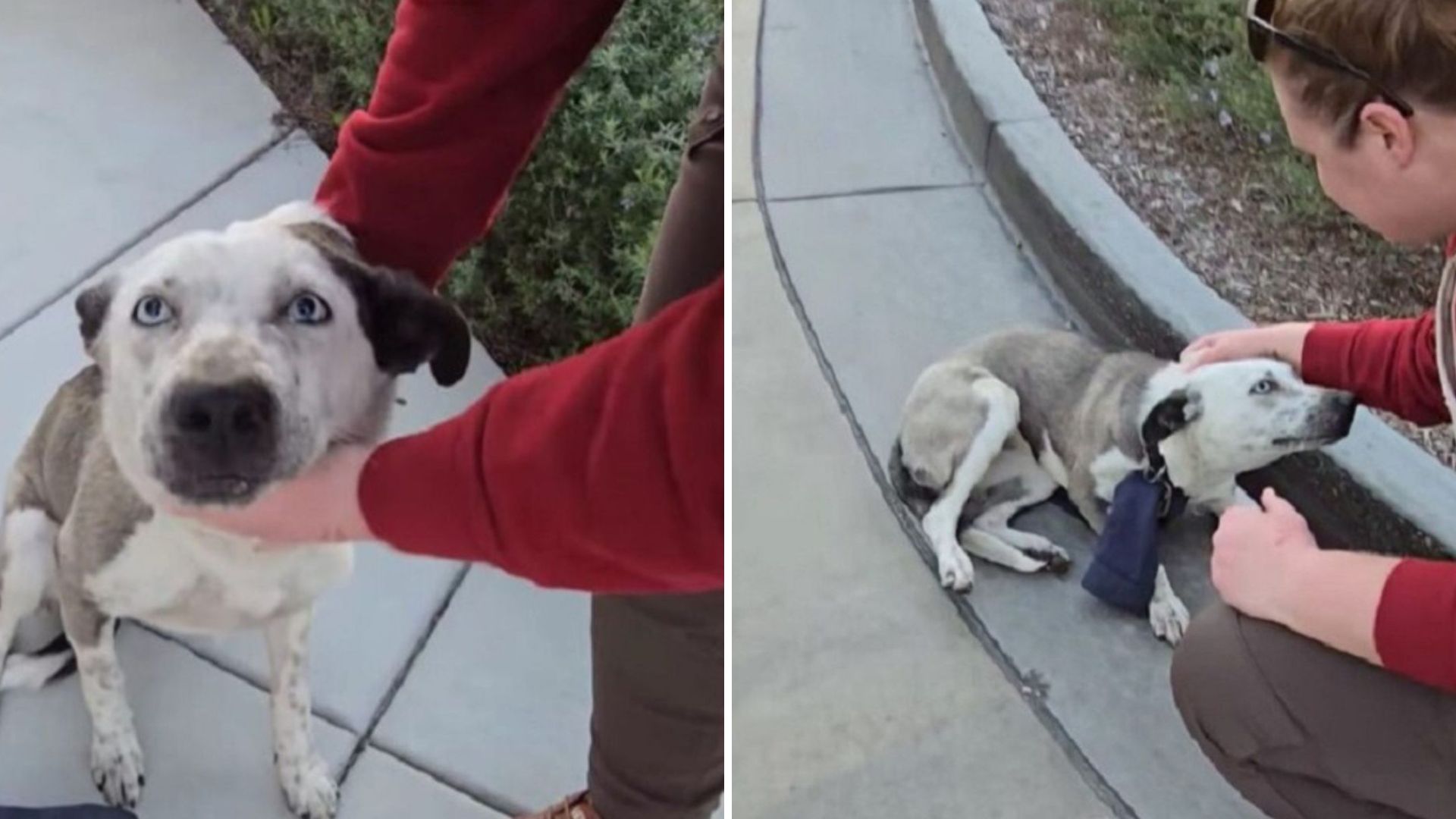 scared dog found with something unusual on her neck