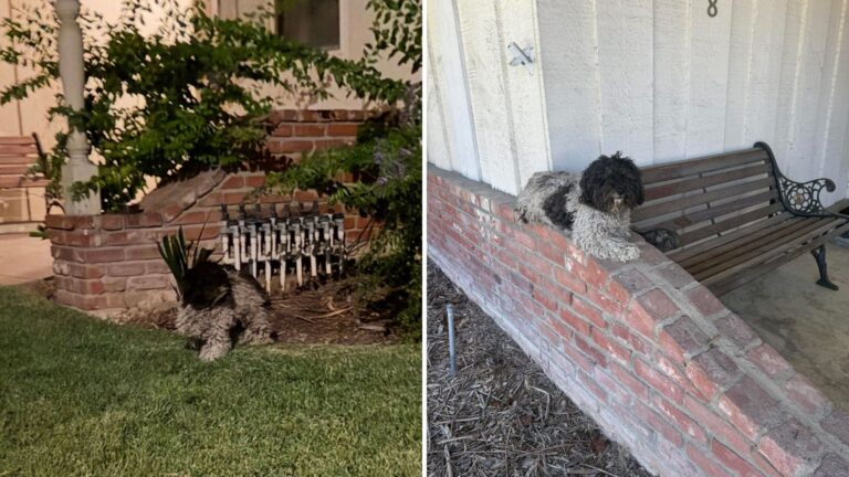 dog didn’t want to leave family porch
