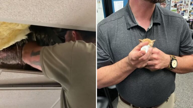 kittens found in rooftop vents