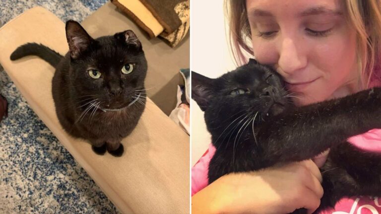 black cat without an ear