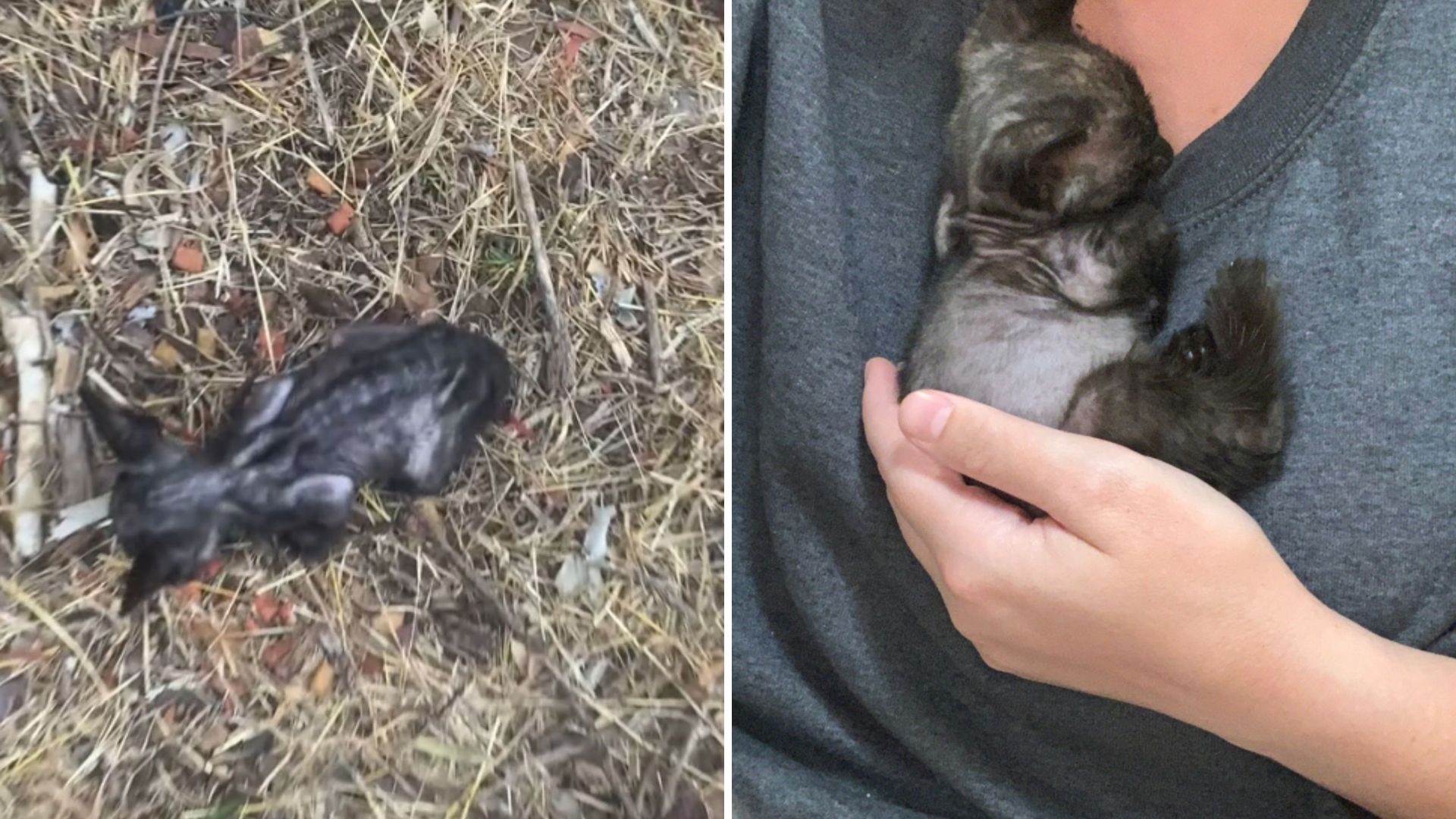 rescued macho black kitten