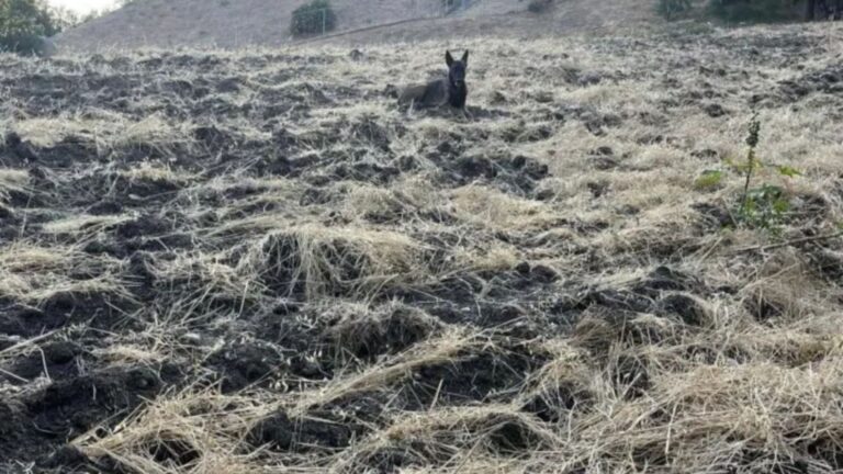 The dog is lying on the slope