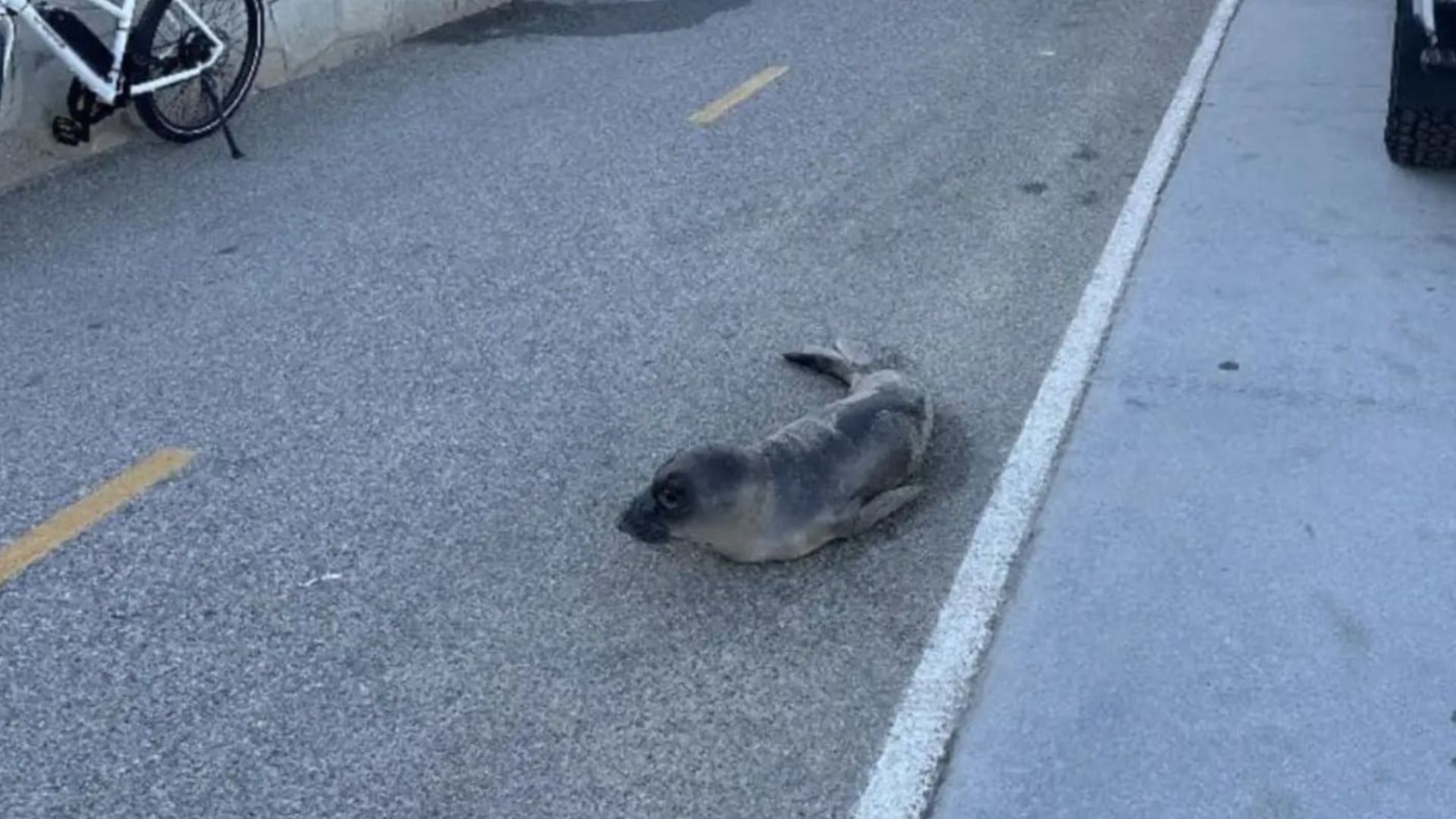woman spots gray object on bike path