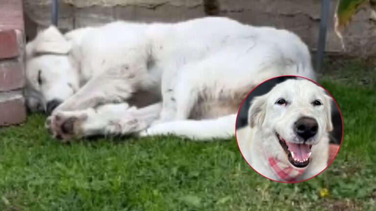 dog sleeping in womans yard