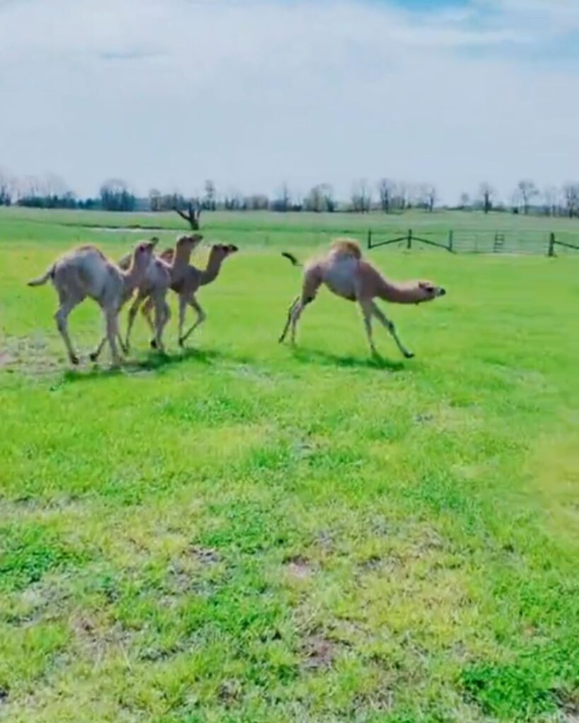 Camels are running across the field